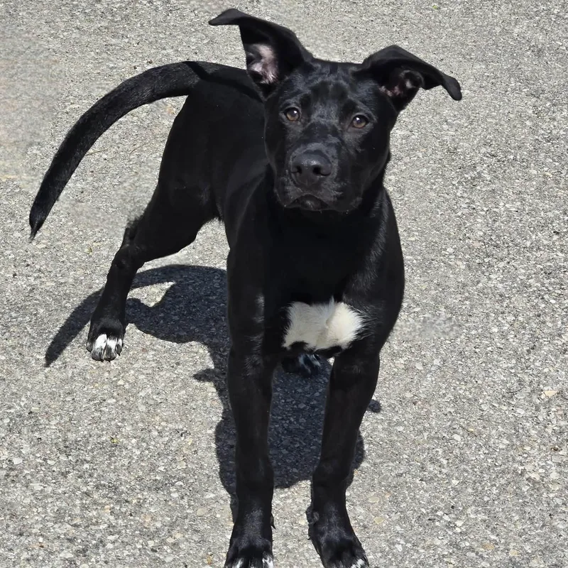 A baby medium-sized male Black Mixed Breed dog named Rascal for adoption in Waterloo, IA
