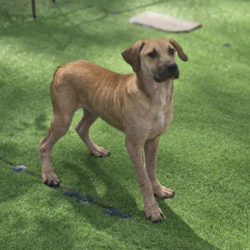 A baby large-sized male Apricot / Beige Labrador Retriever dog named Fabio for adoption in Blairstown, NJ