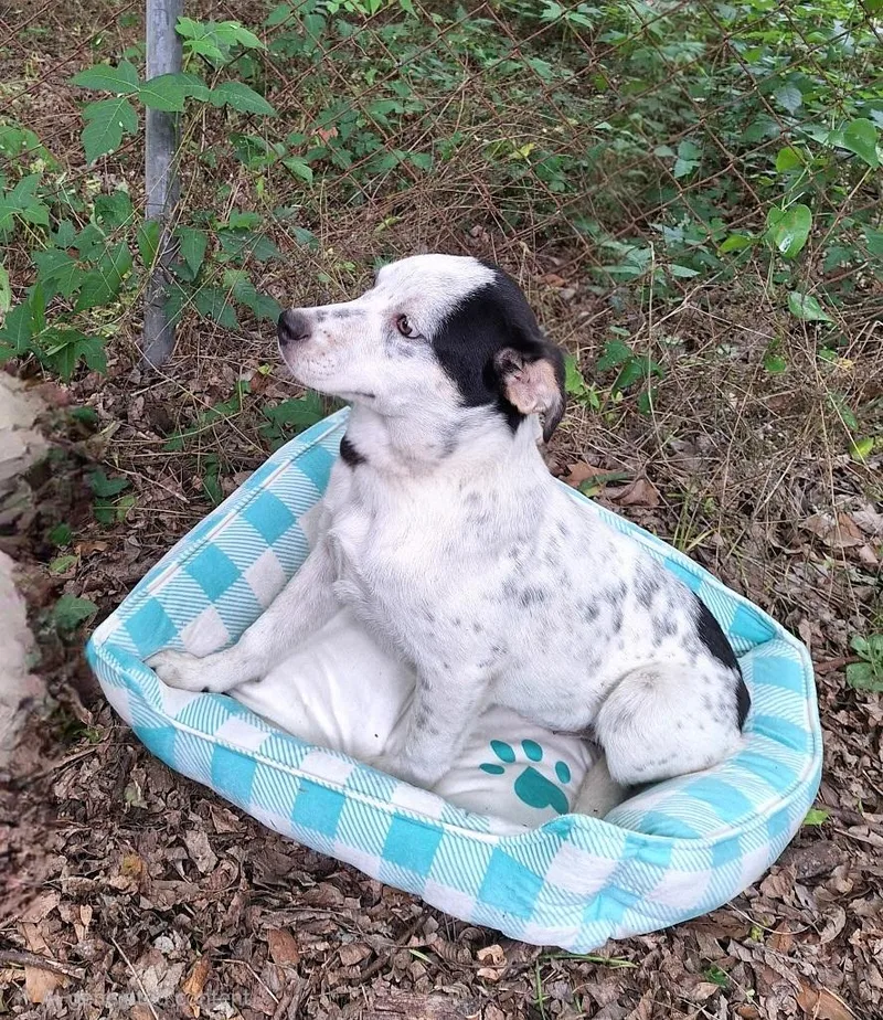 A baby medium-sized female White / Cream Pointer dog named Patrina Mvt for adoption in Missouri City, TX