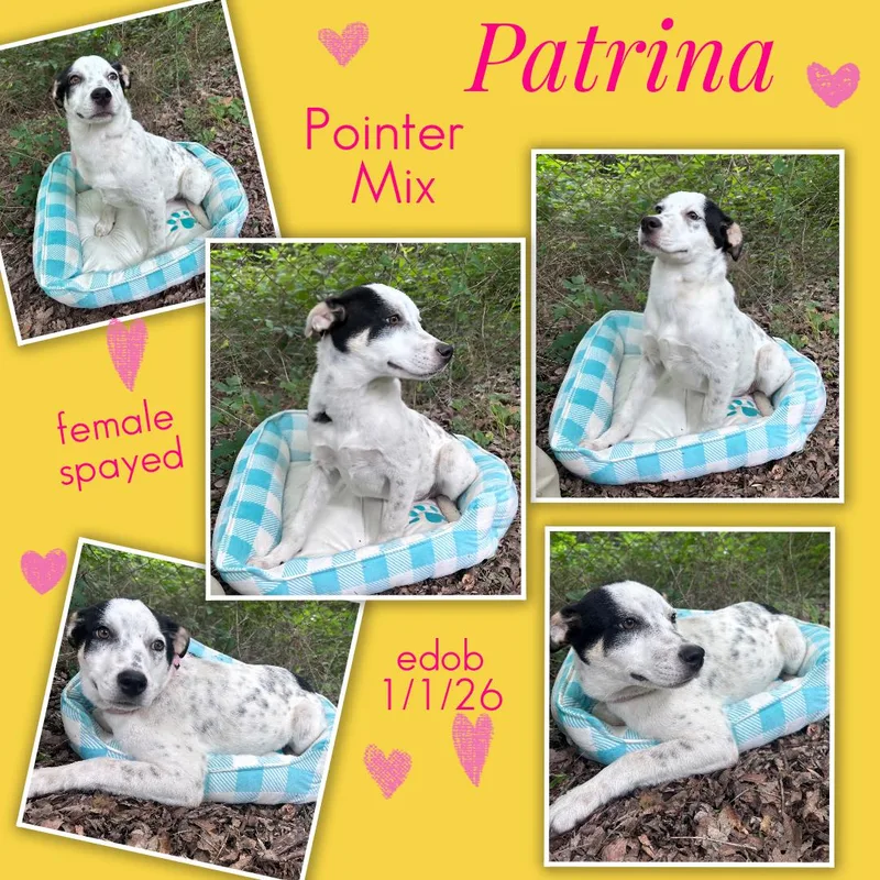 Patrina Mvt thumbnail 2