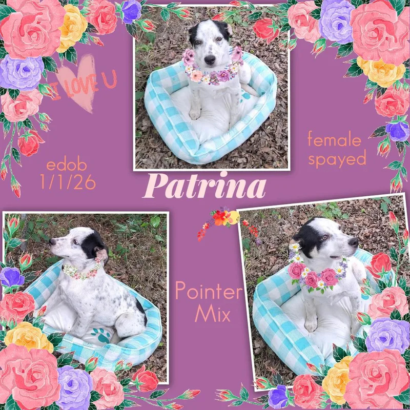Patrina Mvt thumbnail 6