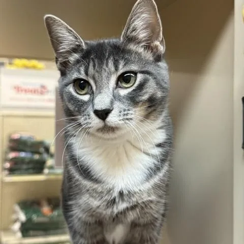 A baby medium-sized male Tabby (Brown / Chocolate) Domestic Short Hair cat named Shadow for adoption in Richmond, VA