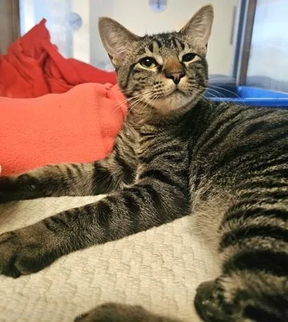 An adult small-sized male Domestic Short Hair cat named Eeyore for adoption in Phoenix, AZ