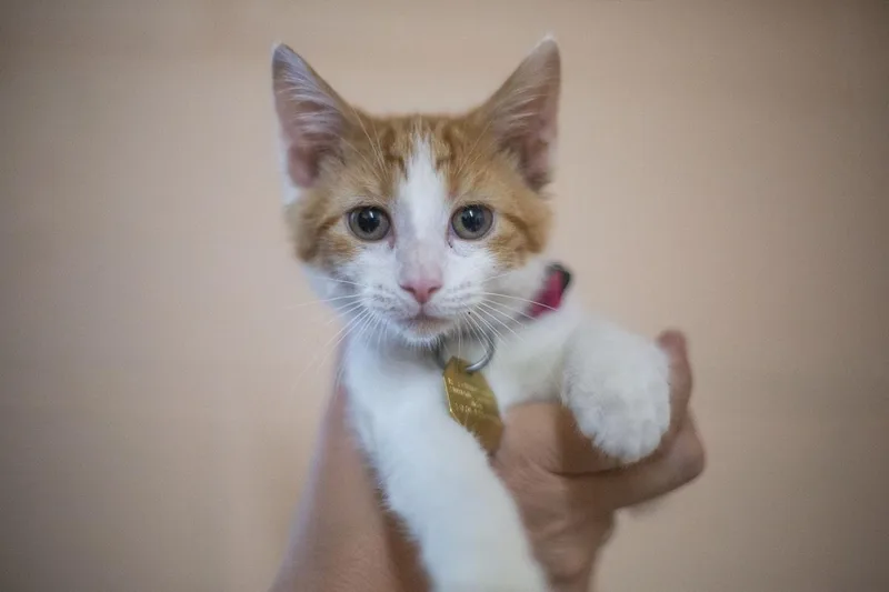 A baby small-sized female Domestic Short Hair cat named Zena for adoption in Mountain Home, AR