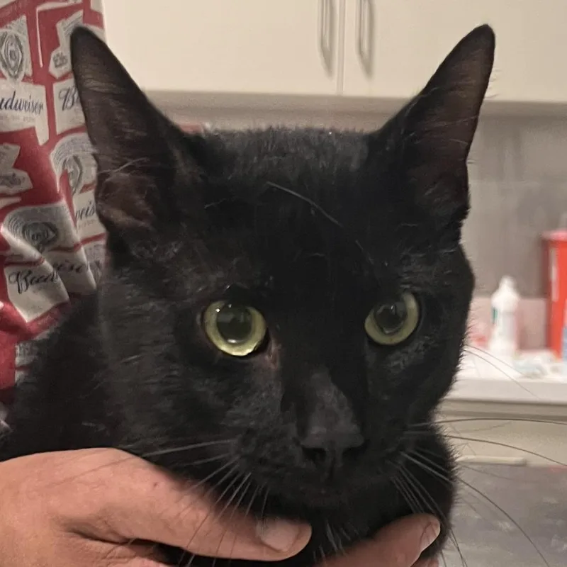 An adult large-sized male Black Domestic Short Hair cat named Stiles Stilinski for adoption in Washburn, MO