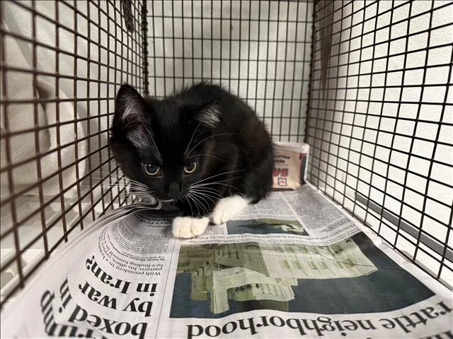 A baby medium-sized female Domestic Short Hair cat named A for adoption in Van Nuys, CA