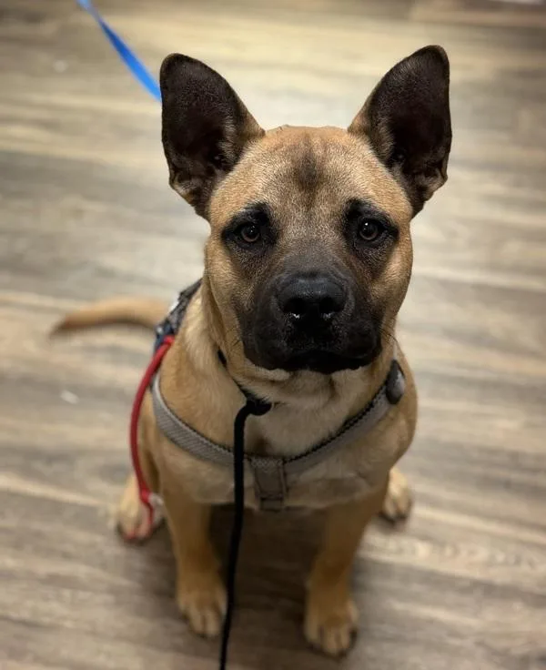 A young medium-sized male Pit Bull Terrier dog named Scout Sandwich for adoption in San Diego, CA