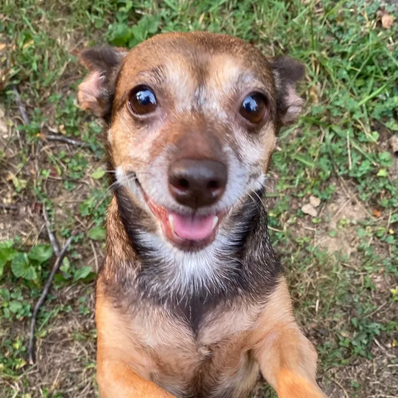 An adult small-sized female Tricolor (Brown, Black, & White) Chihuahua dog named Clara for adoption in Spencer, IN