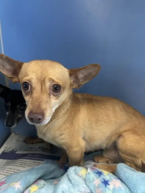 A young small-sized male Chihuahua dog named Milo for adoption in San Bernardino, CA