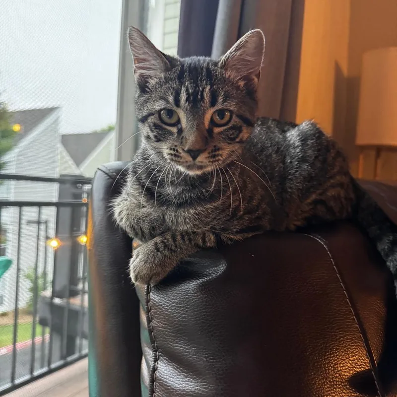 A baby medium-sized female Domestic Medium Hair cat named Bear for adoption in Harrisonburg, VA