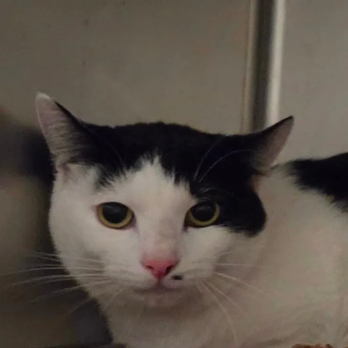 An adult medium-sized male White Domestic Short Hair cat named Cannoli Bonded w for adoption in Kennebunk, ME