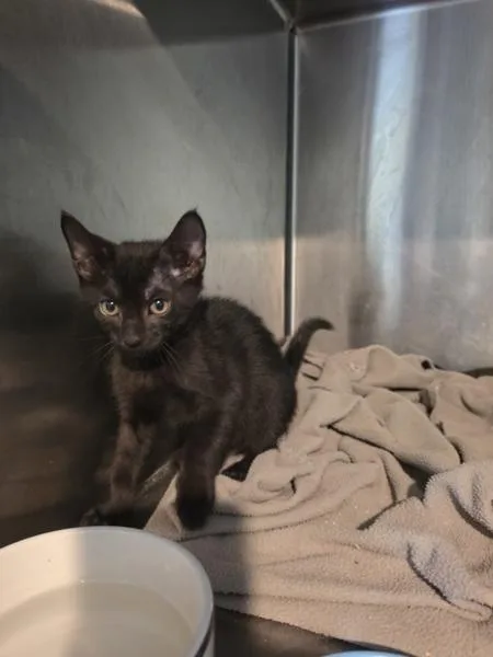 A baby small-sized male Domestic Short Hair cat named Joey for adoption in Cleveland, TN