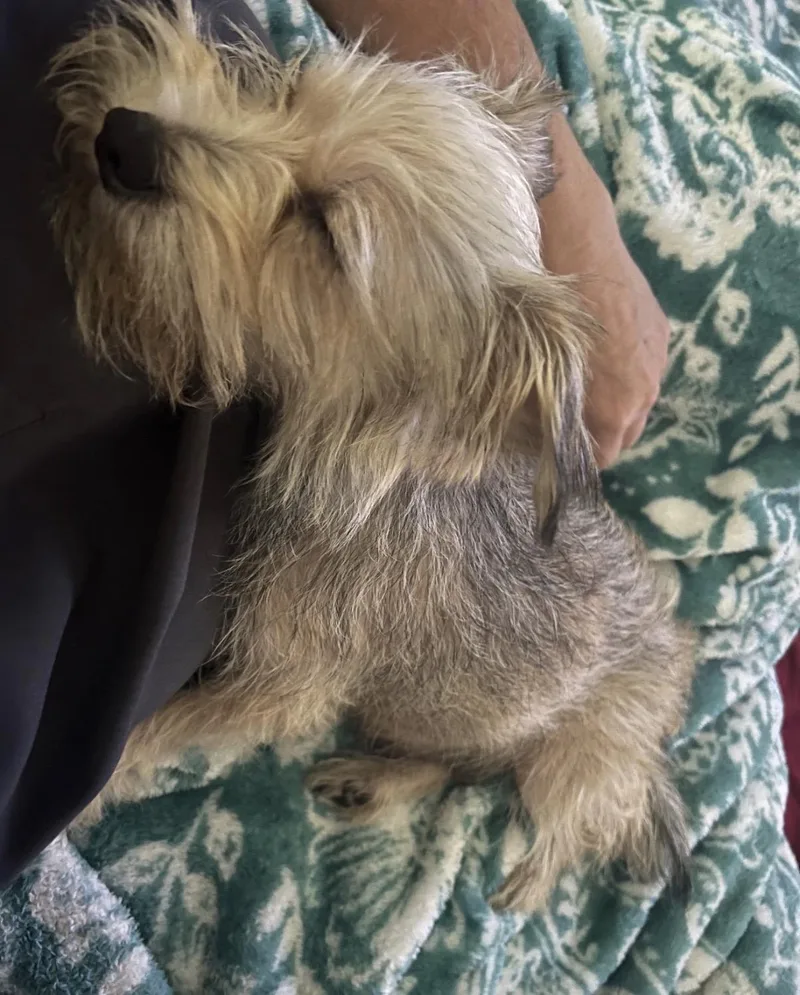 An adult small-sized female Apricot / Beige Yorkshire Terrier dog named Penny for adoption in Hamilton , NJ