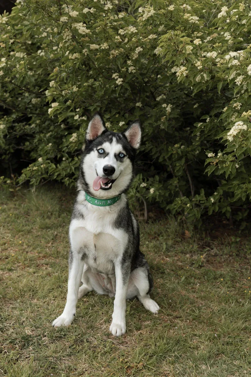 An adult medium-sized female Siberian Husky dog named Quebec for adoption in Carrollton, TX