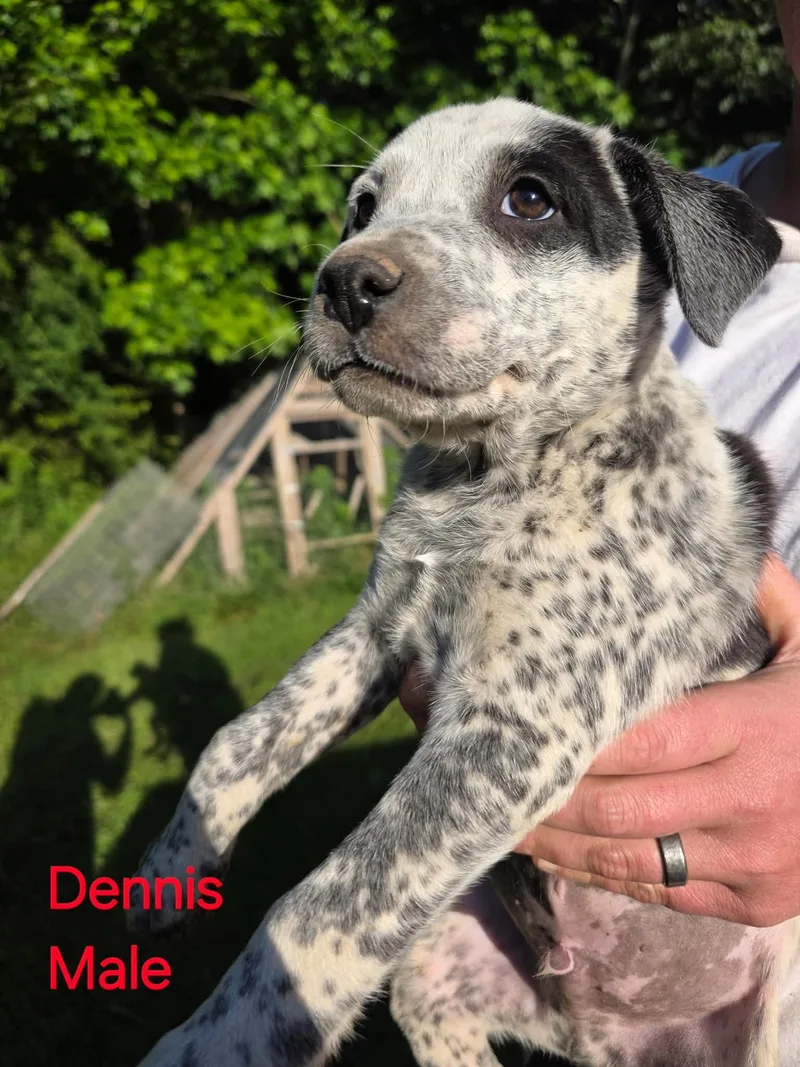 A baby small-sized male Australian Cattle Dog / Blue Heeler dog named Dennis for adoption in Bradenton, FL