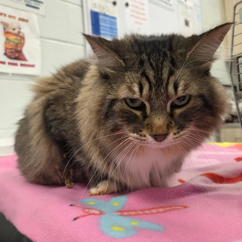 A senior large-sized male Gray / Blue / Silver Norwegian Forest Cat cat named Oliver for adoption in Chattanooga, TN