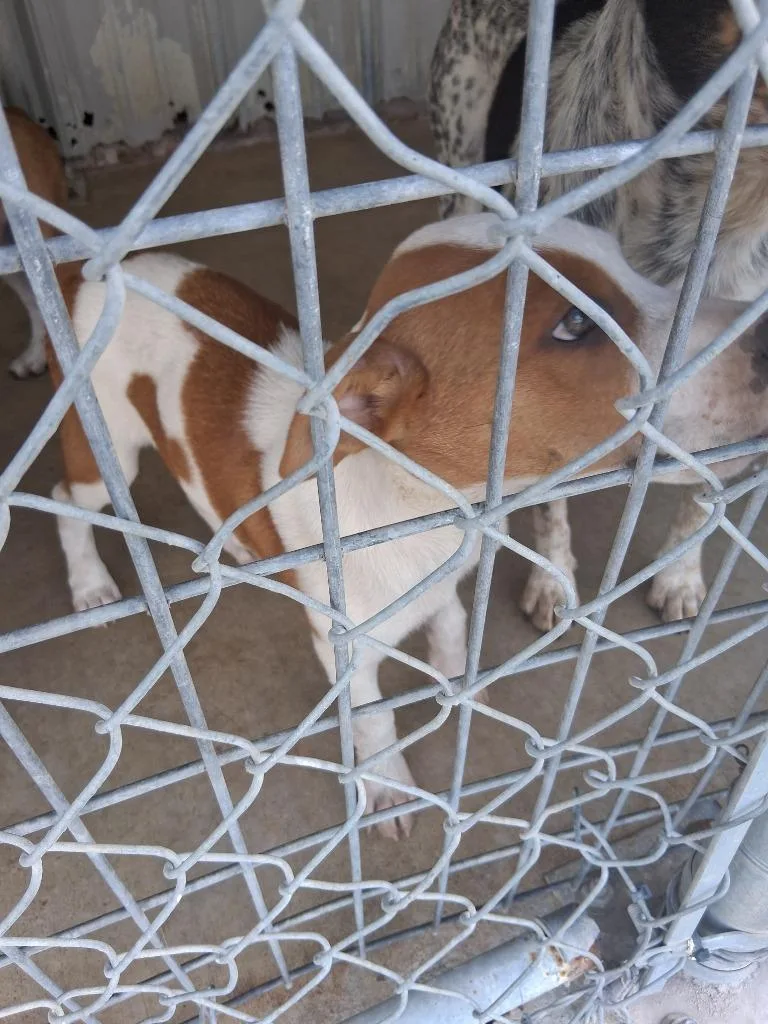 A baby large-sized female Cattle Dog dog named Cranberry for adoption in Brownwood, TX
