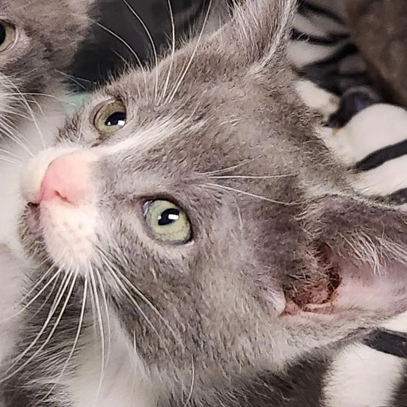 A baby small-sized female Domestic Short Hair cat named Lyra K for adoption in Corsicana, TX