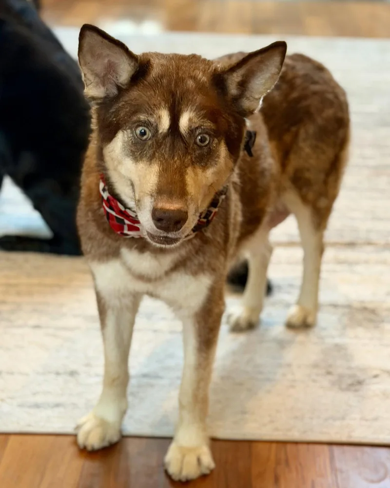Shiloh