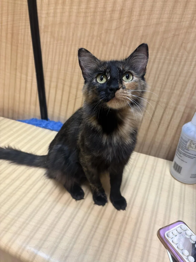 An adult medium-sized female Domestic Short Hair cat named Star for adoption in Yardley, PA