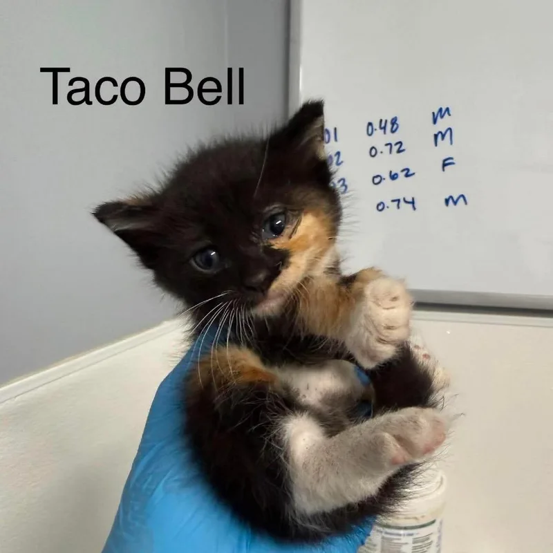 Taco Bell