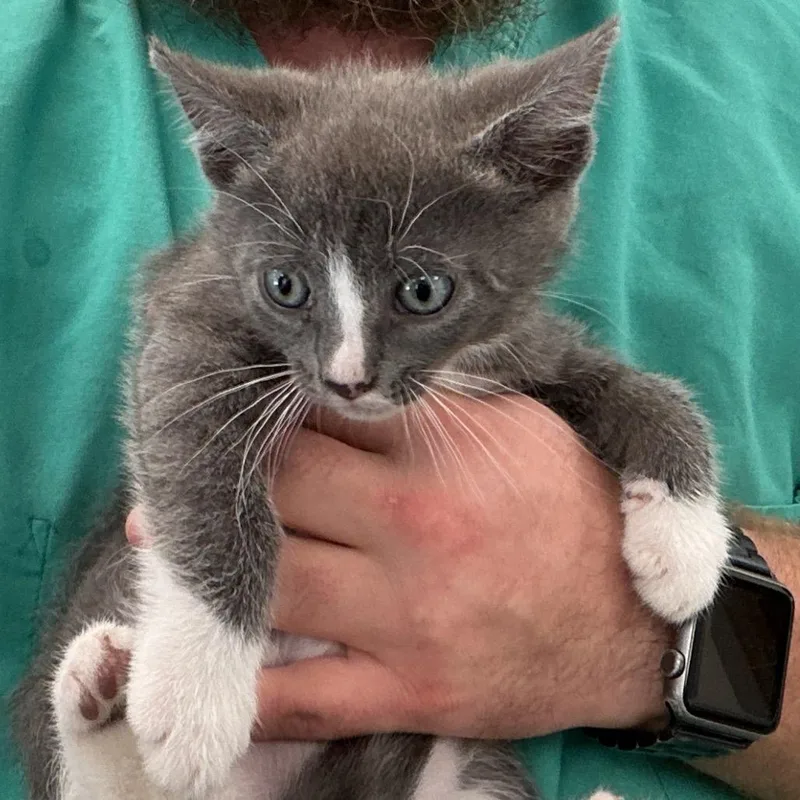 A baby small-sized male Gray / Blue / Silver Domestic Short Hair cat named Finch for adoption in Galax, VA