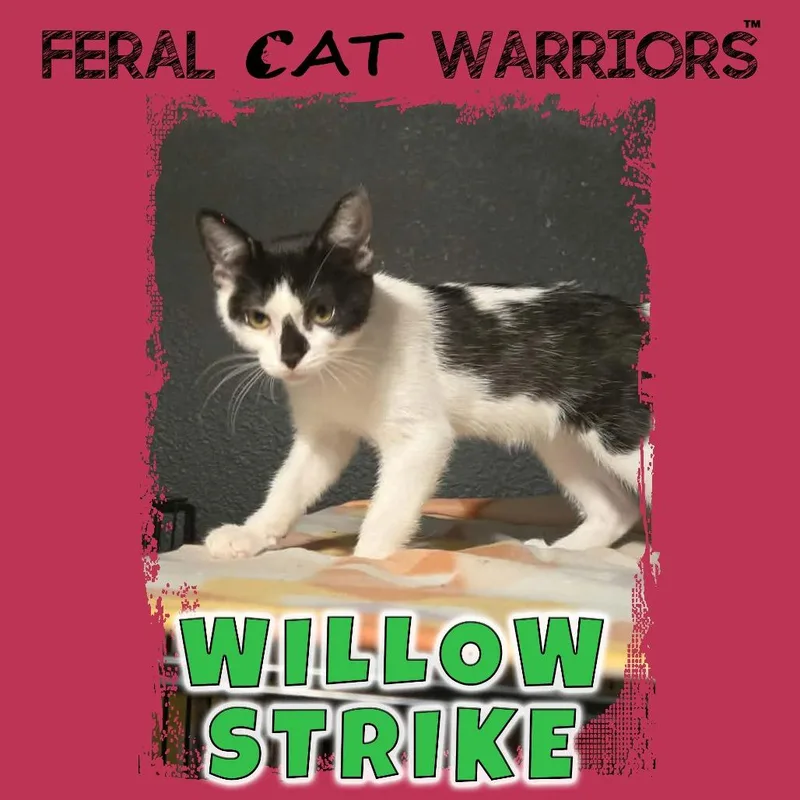 A baby small-sized female White Domestic Short Hair cat named Willow Strike for adoption in Kingman, AZ
