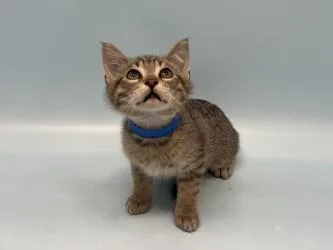 A baby small-sized male Domestic Short Hair cat named Carpenter Bee for adoption in Golden Valley, MN