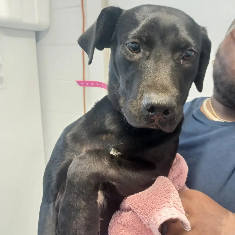 A young medium-sized female Black Labrador Retriever dog named Tulip for adoption in Hattiesburg, MS