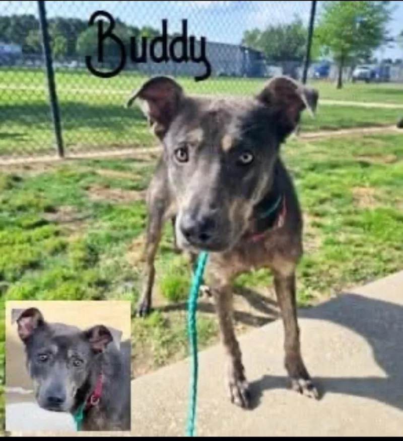 Buddy