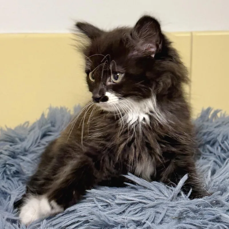 A baby small-sized male Black Domestic Short Hair cat named Oyster for adoption in East Hampton, NY