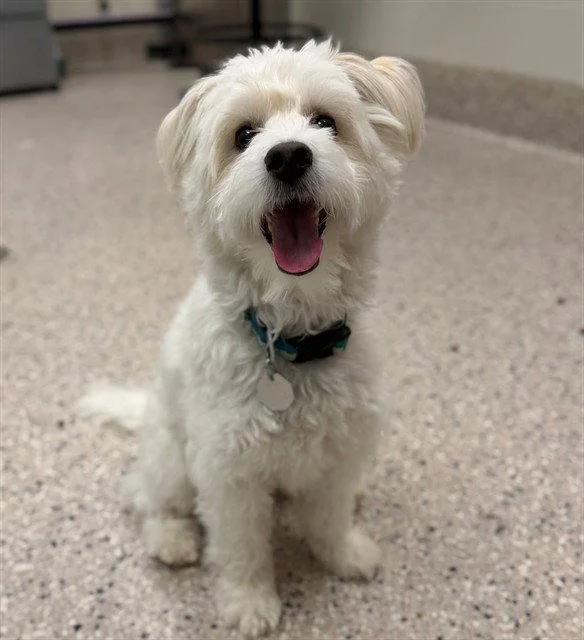 An adult small-sized male Poodle dog named Nougat for adoption in Fort Collins, CO