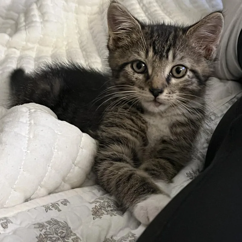 A baby small-sized male Brown / Chocolate Domestic Short Hair cat named Dip Stick for adoption in Washington Township, OH