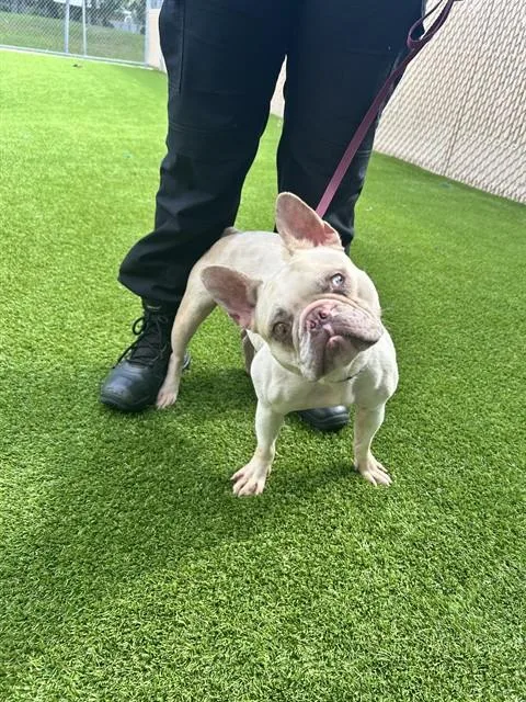 An adult small-sized female French Bulldog dog named Artifact for adoption in Saint Cloud, FL
