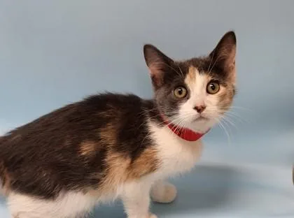 A baby small-sized female Domestic Short Hair cat named Blueberry for adoption in Golden Valley, MN