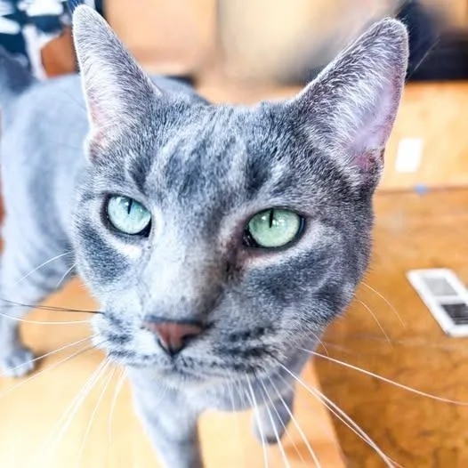An adult medium-sized female Domestic Short Hair cat named Smokey for adoption in St. Louis, MO