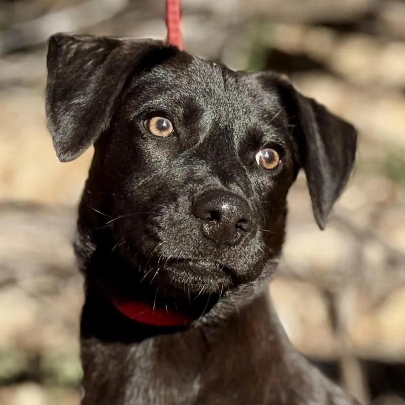 A young medium-sized male Black Retriever dog named Boomer for adoption in Hondo, TX