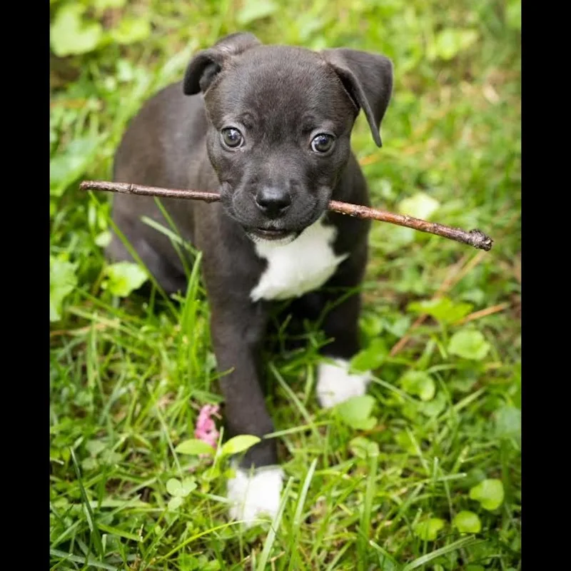 A baby medium-sized female Black Shar-Pei dog named Jo Buzz for adoption in Midlothian, VA