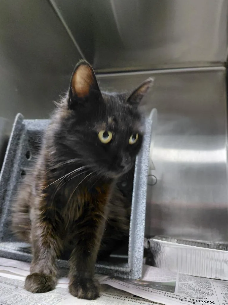 A baby large-sized female Domestic Medium Hair cat named Violet for adoption in Henderson, NC