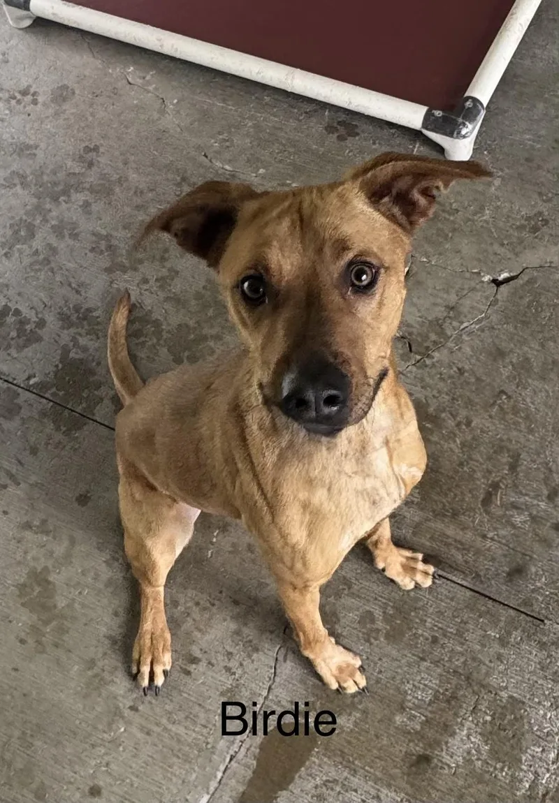 A young medium-sized female Red / Chestnut / Orange Redbone Coonhound dog named Birdie for adoption in Ulster, PA