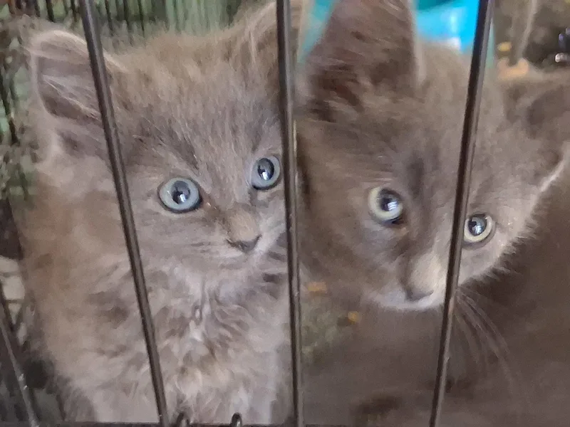A baby medium-sized male Gray / Blue / Silver Domestic Medium Hair cat named Stormy for adoption in Mcconnelsville, OH