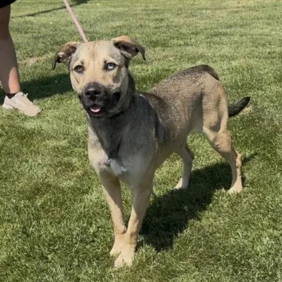 An adult large-sized female Shepherd dog named Katty for adoption in Minneapolis, MN