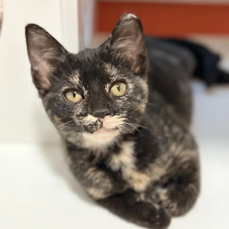 A baby small-sized female Torbie Domestic Short Hair cat named Tori for adoption in Aldie, VA
