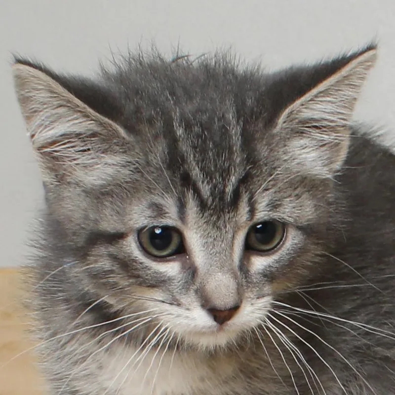 A baby small-sized male Gray / Blue / Silver Domestic Short Hair cat named Inspector Gadget C for adoption in Minnetonka, MN