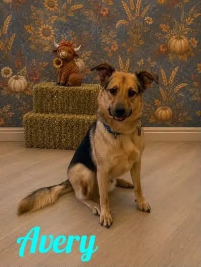 A young medium-sized male German Shepherd Dog dog named Avery for adoption in Old Westbury, NY