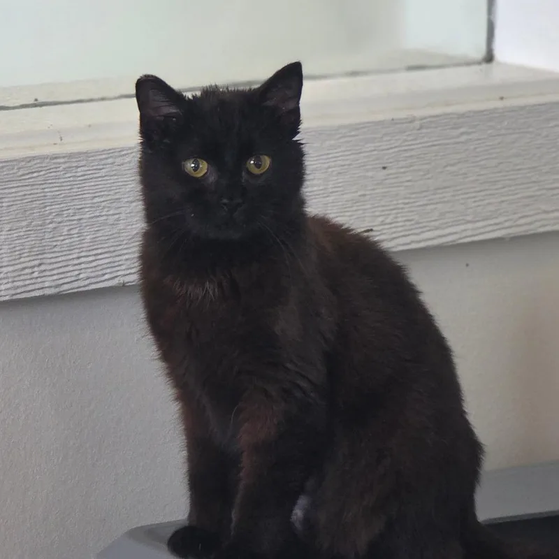 Chocolate Chip Muffin