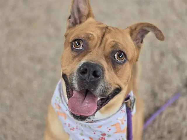 An adult large-sized male Boxer dog named Dusty for adoption in Tucson, AZ