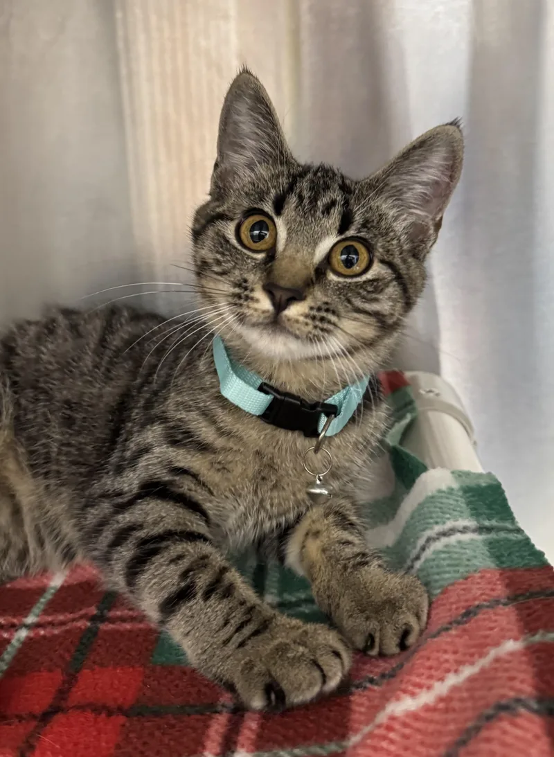 A young medium-sized female Domestic Short Hair cat named Laney for adoption in Neosho, MO
