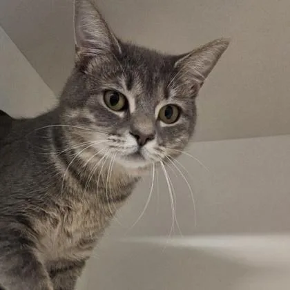 An adult medium-sized female Domestic Short Hair cat named Rumi for adoption in Voorhees, NJ