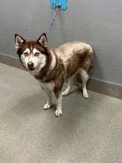 Koda